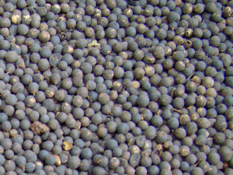 Embelia ribes-Vidanga_Seeds.JPG